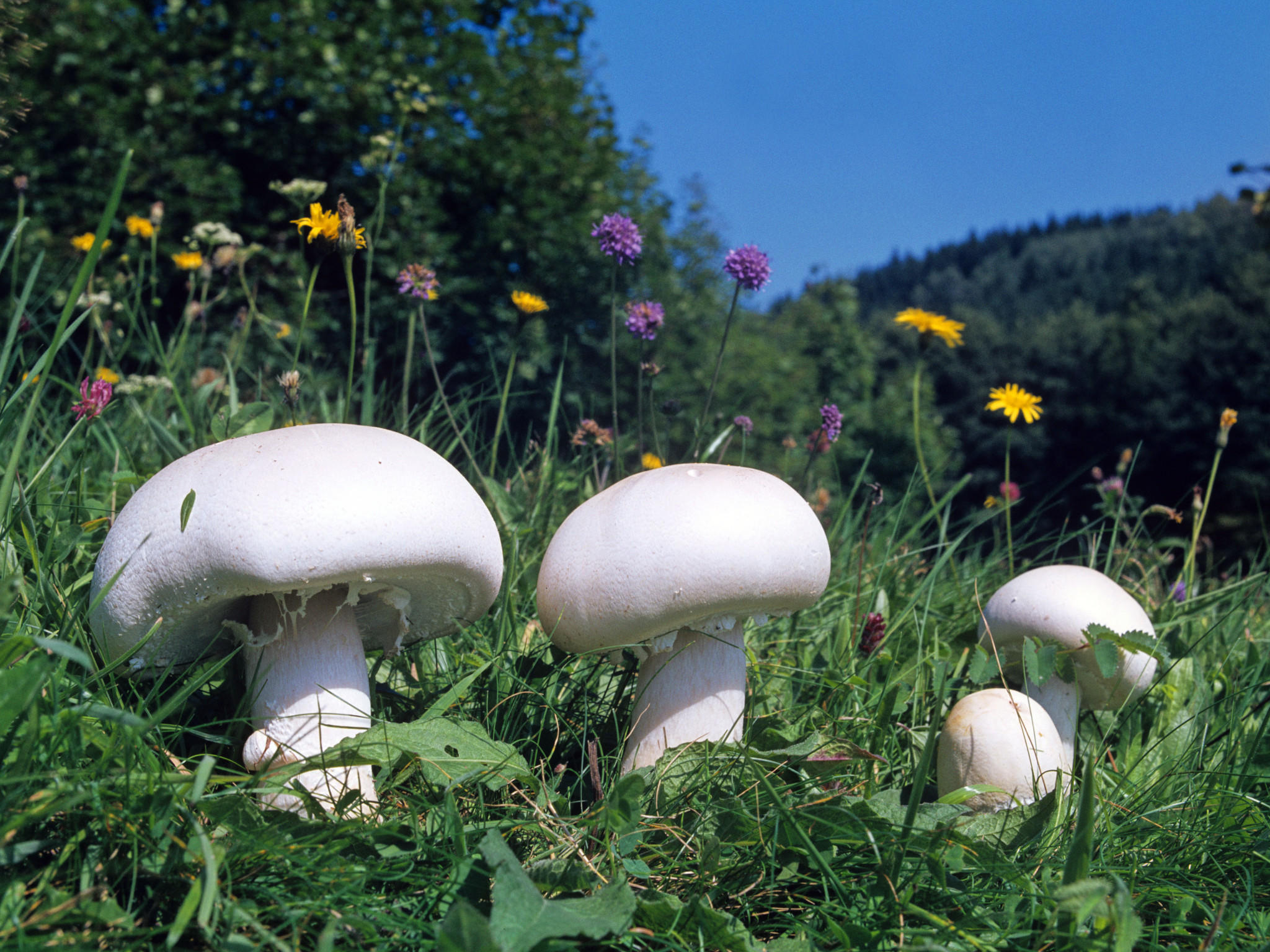 Pilze sammeln Giftige Pilze und essbare Pilze bestimmen wetter.de