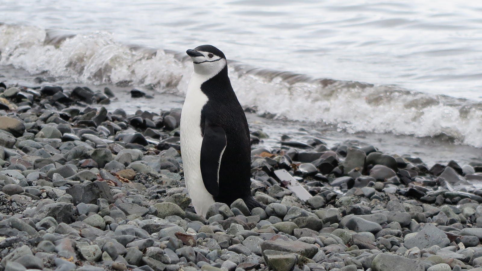 Klimawandel am Südpol: Die Pinguine ziehen um Pinguine und Forscher spüren den Klimawandel in der Antarktis