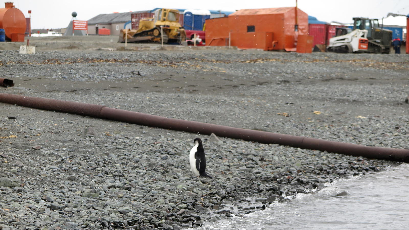 Klimawandel am Südpol: Die Pinguine ziehen um Klimawandel: Die Antarktis wird wärmer