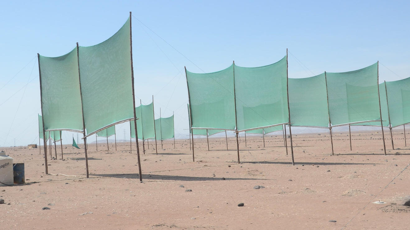 Wassergewinnungsprojekt in Peru: So soll der Nebel die Wüste begrünen Dutzende Netze im peruanischen Agrarprojekt Pampa Colorada.
