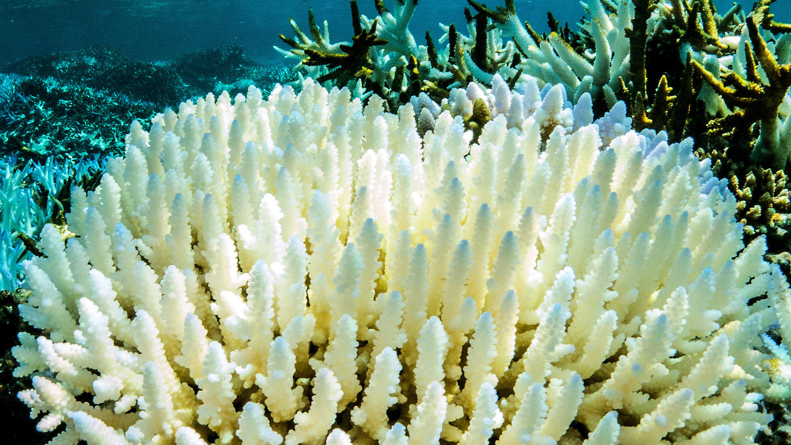 Klimawandel: Das Great Barrier Riff vor der Küste Australiens ist zu zwei Dritteln zerstört Korallenbleiche am Great Barrier Reef in Australien.