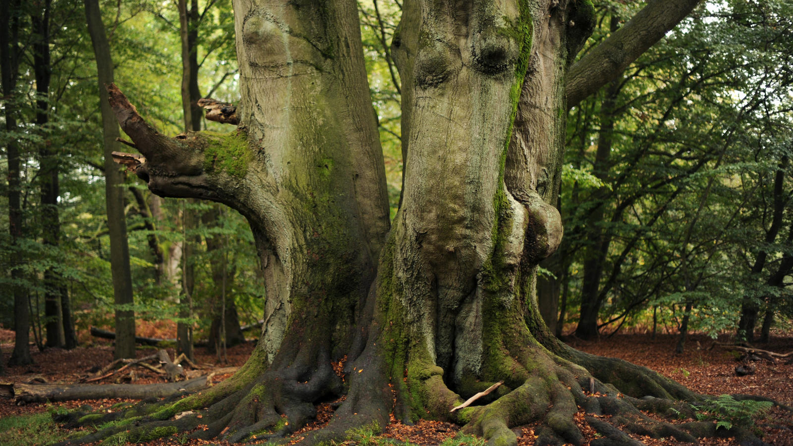 Wald: Freizeitbereich oder Klimaschutz? Drei ineinander verwachsene Buchen im Urwald Sababurg bei Hofgeismar, Aufnahme vom 07.10.2011. (zu dpa «Experten: Wildnisziele nicht aus den Augen verlieren» vom 30.03.2017) Foto: Uwe Zucchi/dpa +++(c) dpa - Bildfunk+++