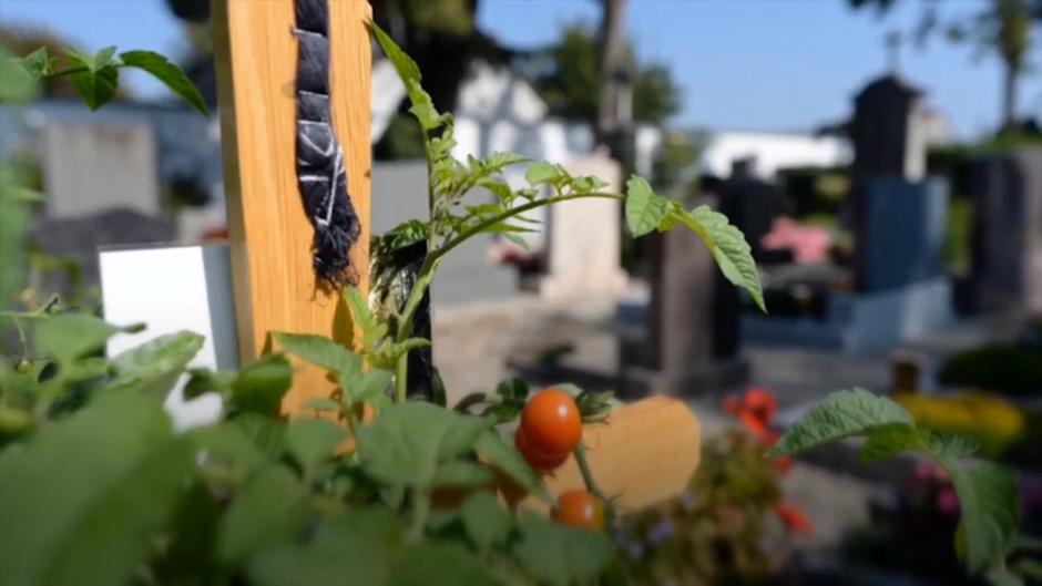 Das ist im Juni alles im Garten zu tun Das ist im Juni alles im Garten zu tun