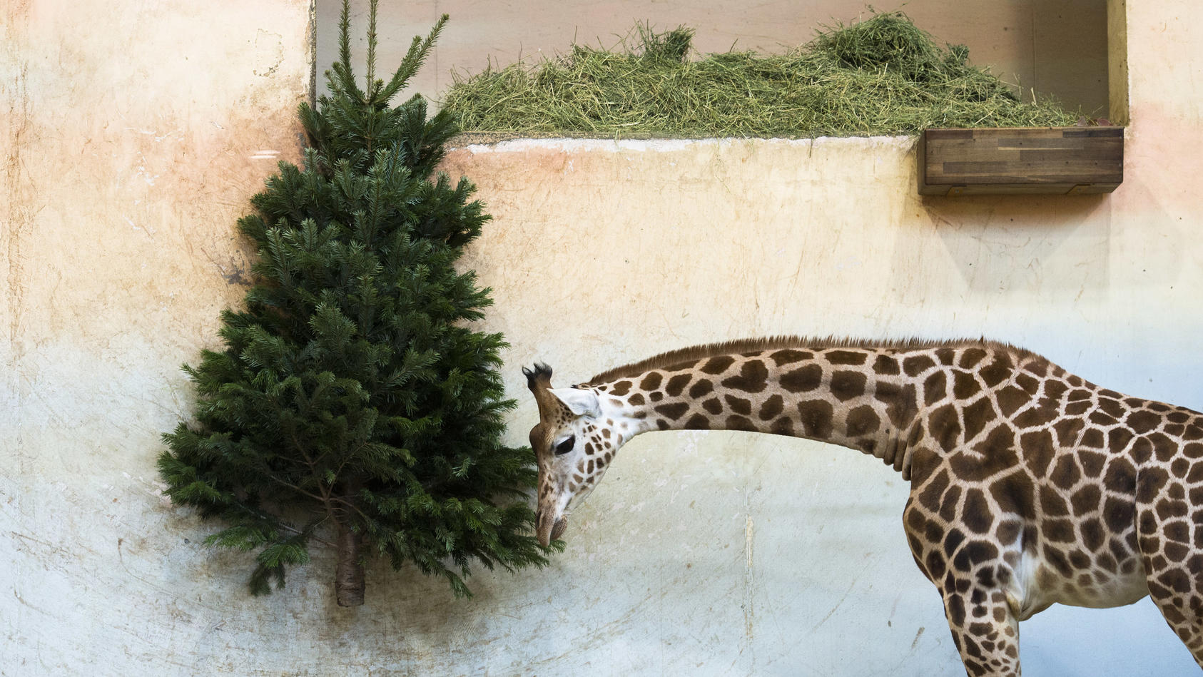 WeihnachtsbaumUpcycling Tannenbaum wegwerfen? Wir werten ihn auf