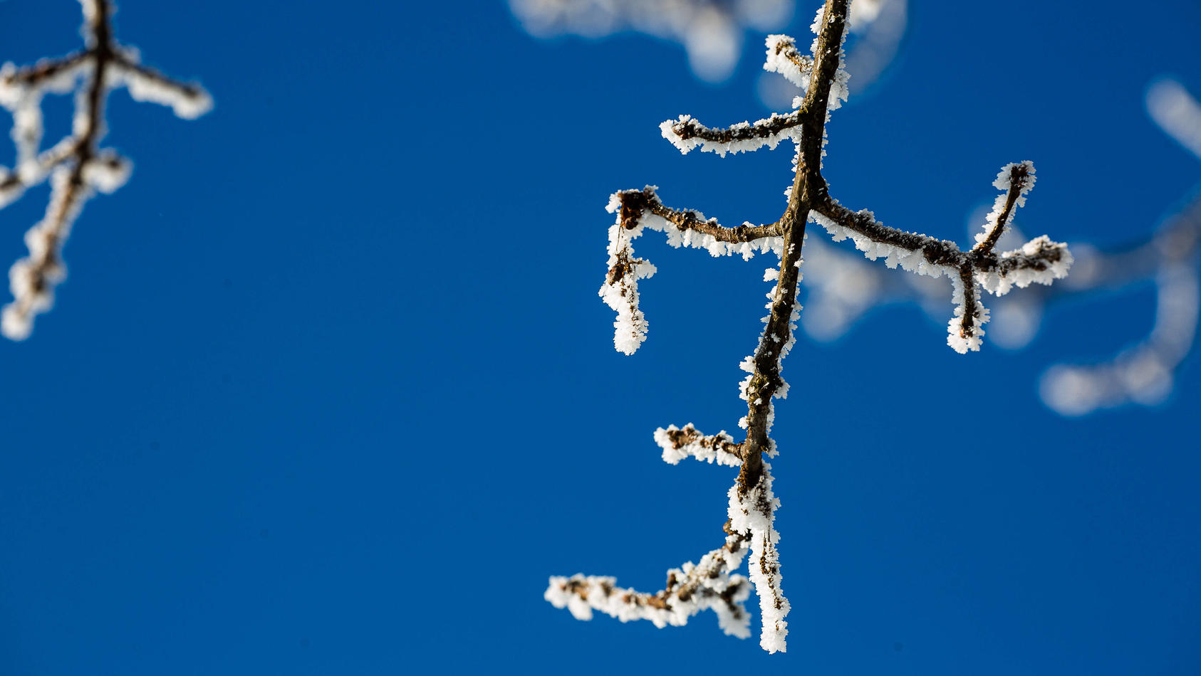 Wie extrem wird der Winter 2024? Bauernregeln verraten mehr über das 