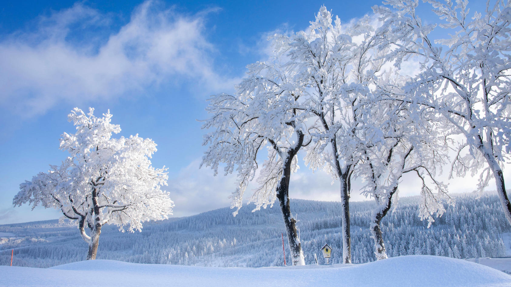 36 Grad im Februar 2025? Arktischer Winter mit extremer Kälte können