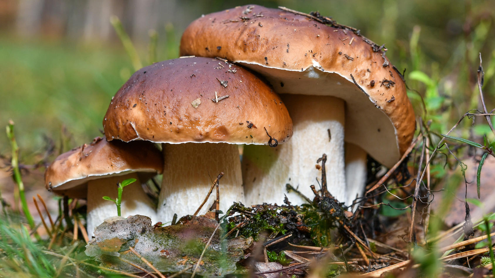 Pilze im Wald sammeln: Essbar oder giftig? So bestimmten Sie Arten ...