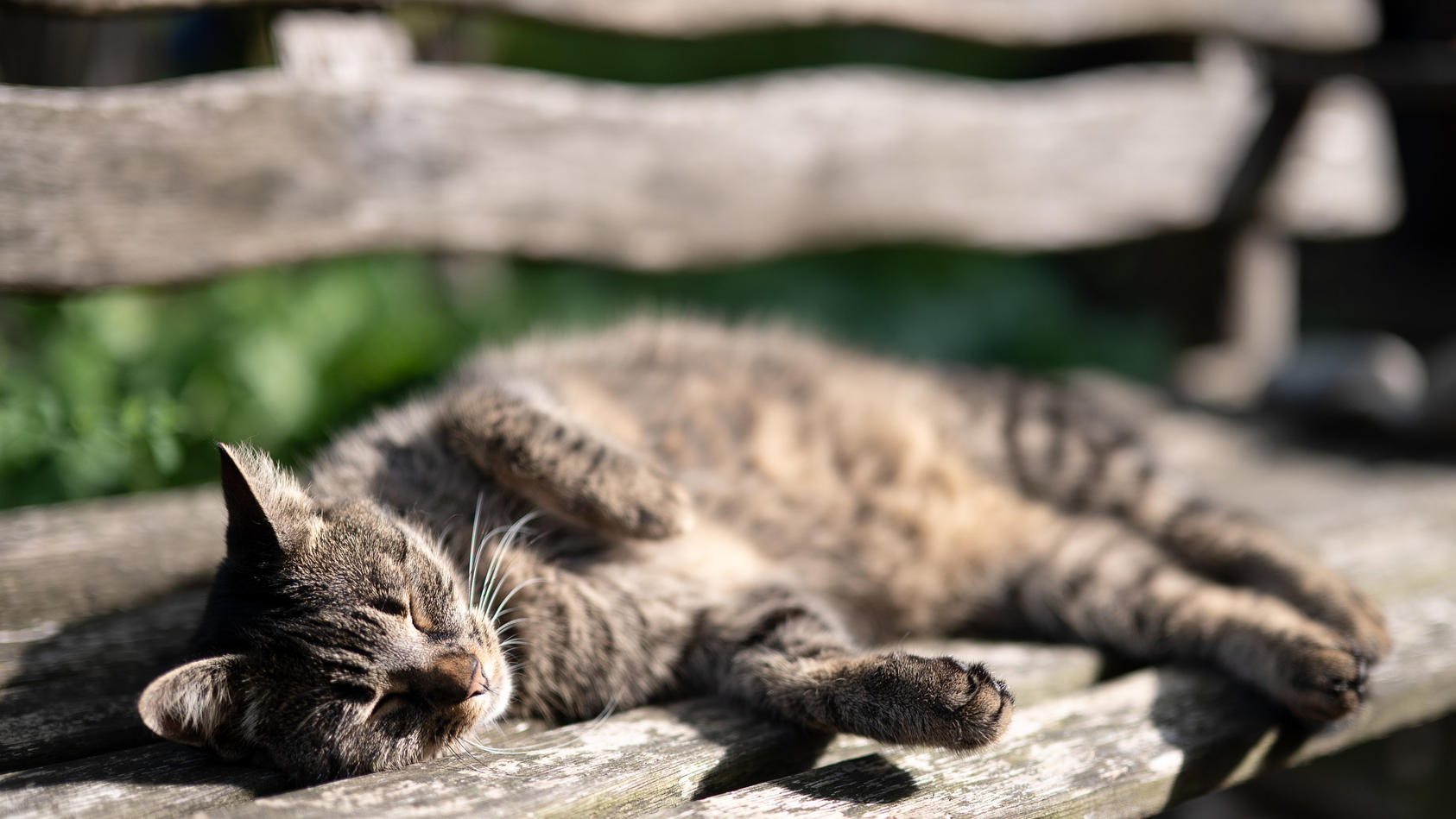 Wer begräbt lebendige Katzen Erst vergiftet dann offenbar verbuddelt