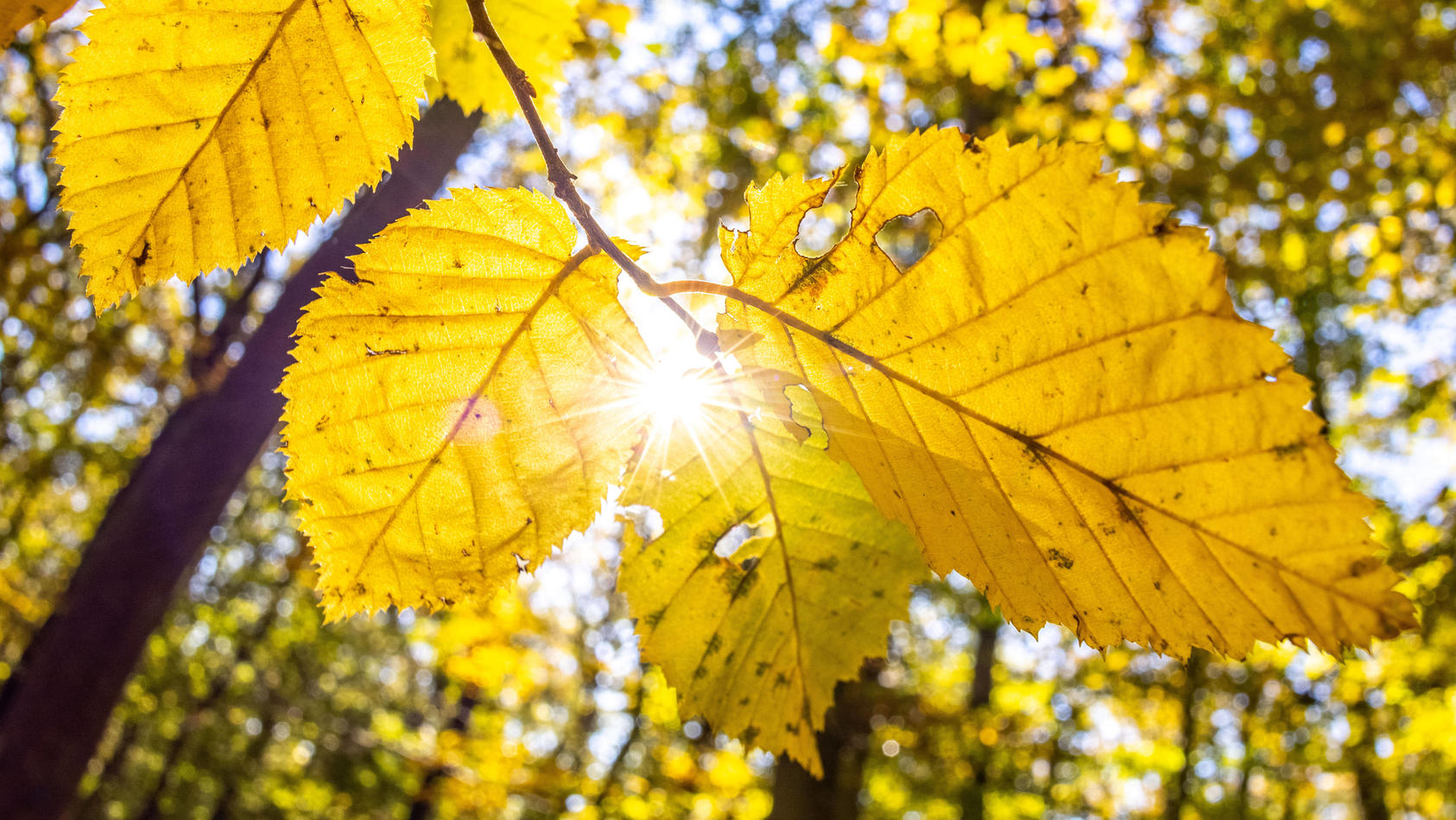 Wetter im Herbst 2023 Wie sehen Trends für Deutschland aus