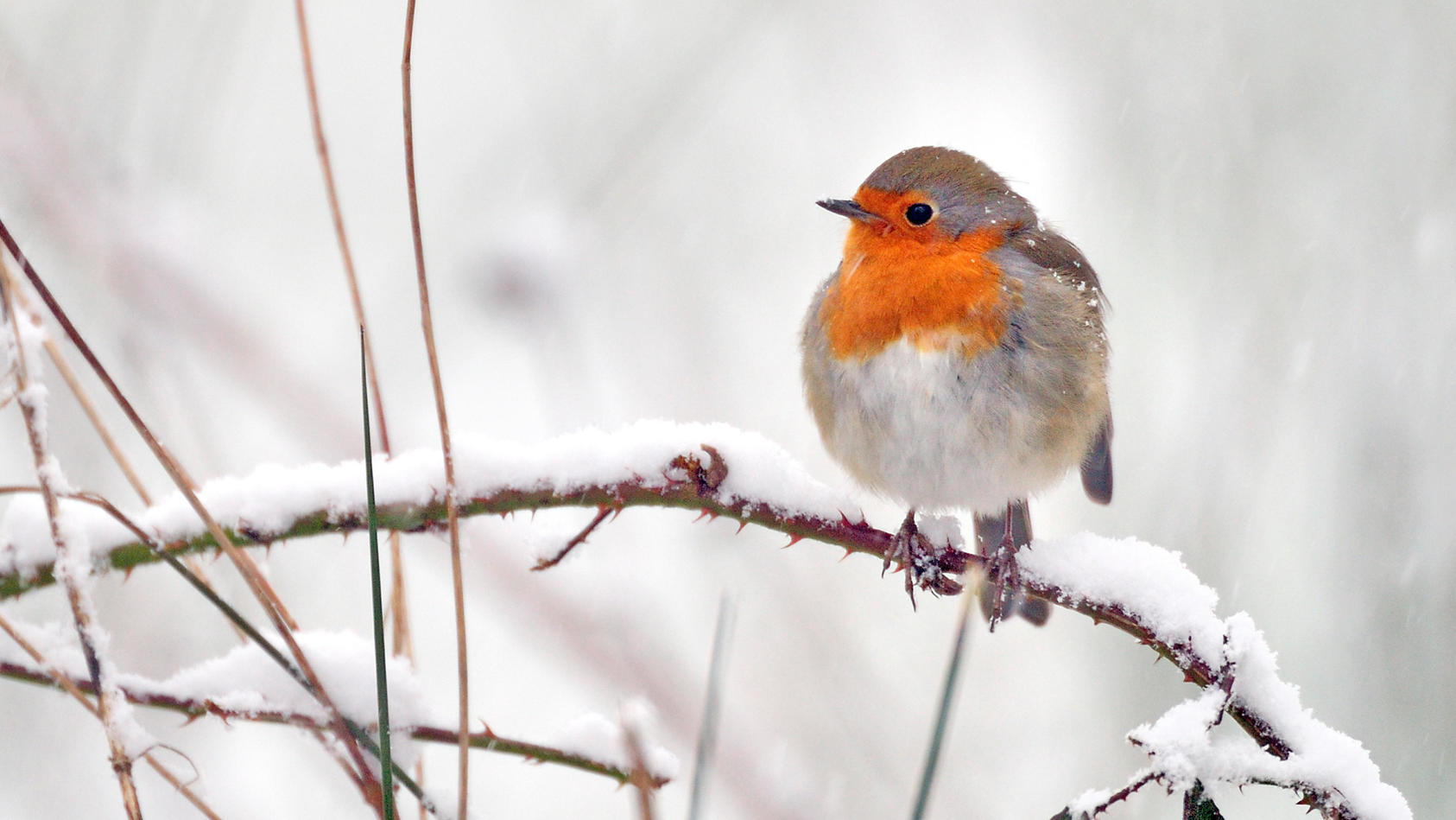 Winter-Wetter: Auch Tiere sind geteilter Meinung über Schnee