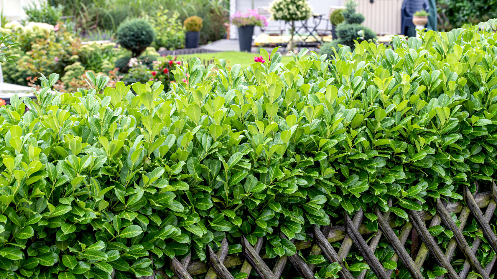 Ist Kirschlorbeer im Garten verboten?