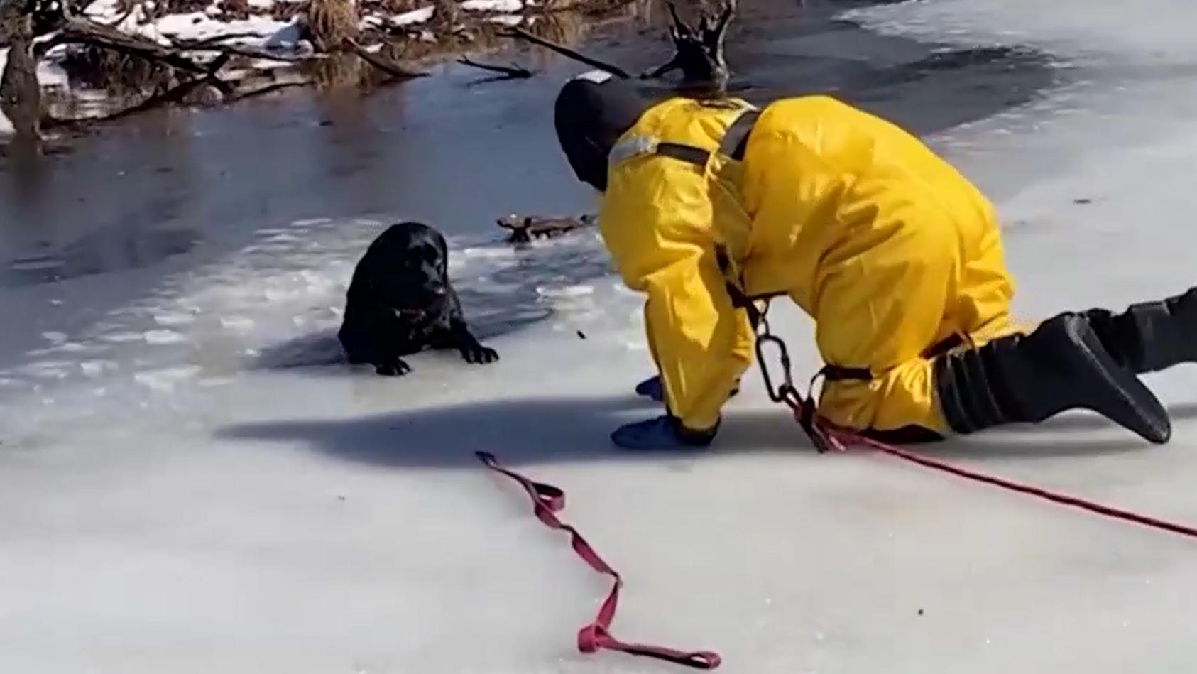 USA Labrador Jasmine Bricht Ins Eis Ein Weil Frauchen Richtig