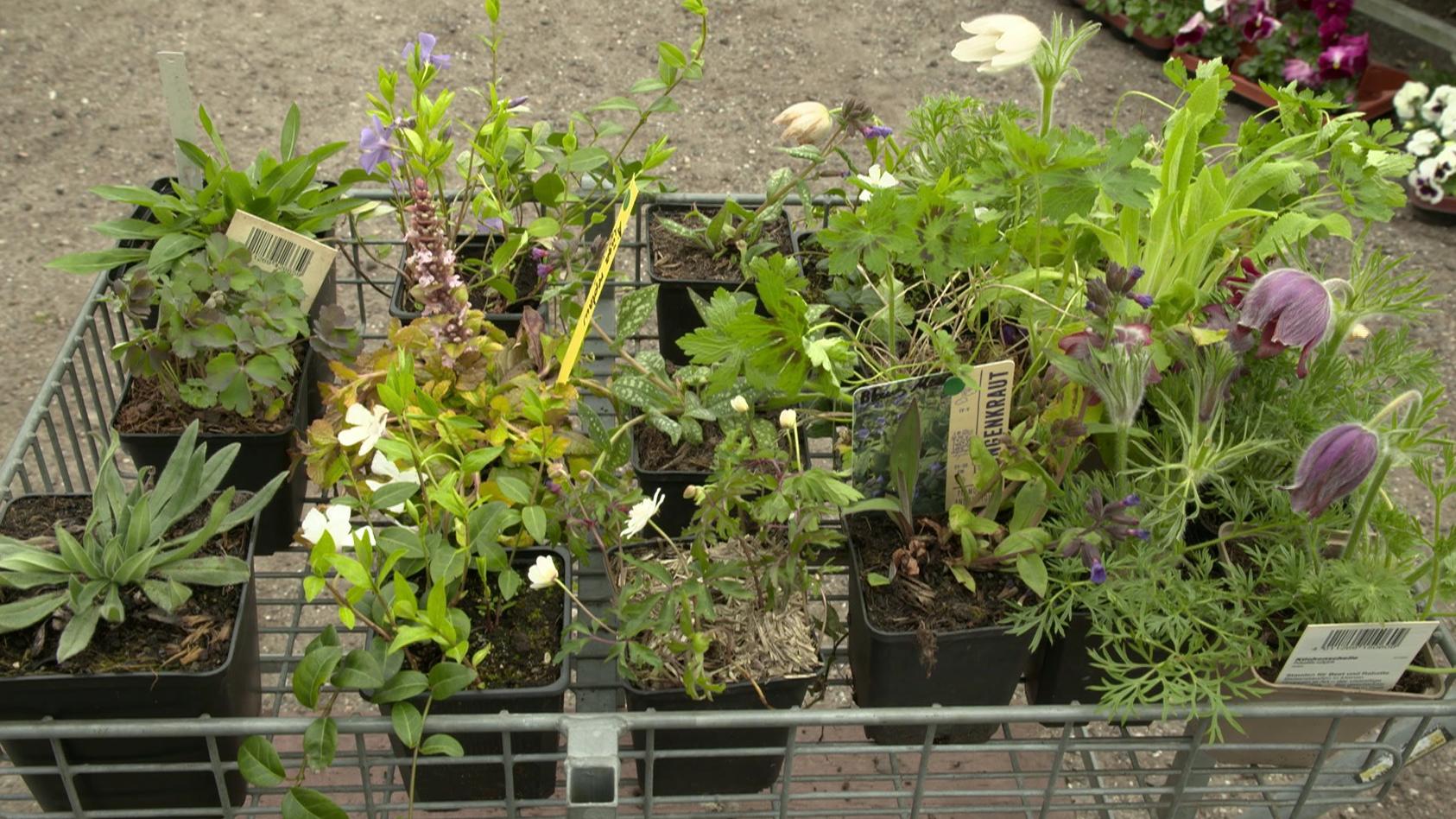 Heimische Pflanzen So werden Garten und Balkon nachhaltig fit für den