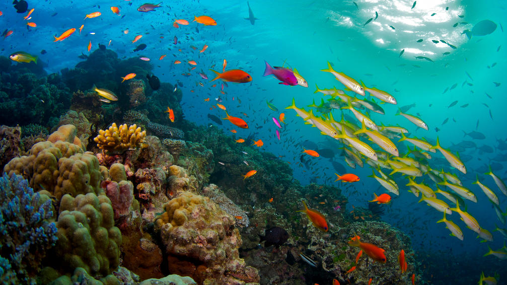 Tag Der Ozeane 2022 Korallen Im Great Barrier Reef Leiden Unter Dem