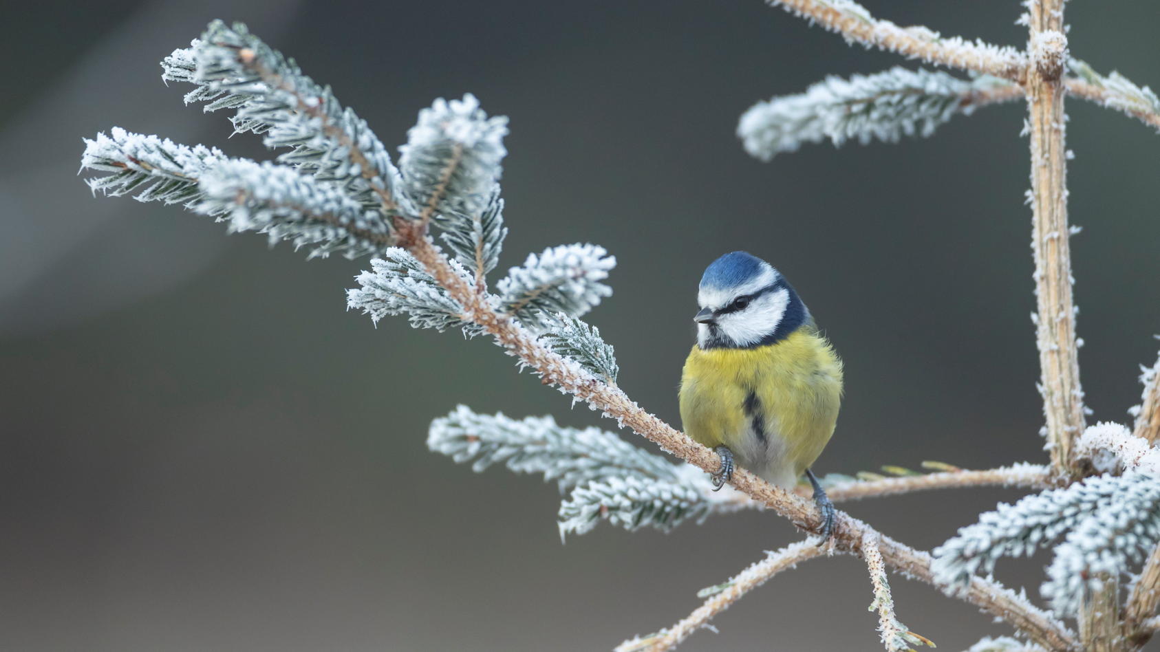 https://ais.wetter.de/masters/1962207/1686x0/sonderkonditionen-satzpreis-blue-tit-in-a-frost-covered-garden-christmas-tree-suffolk-england-united-kingdom-december-see-swns-story-swnaweather-action-press.jpg