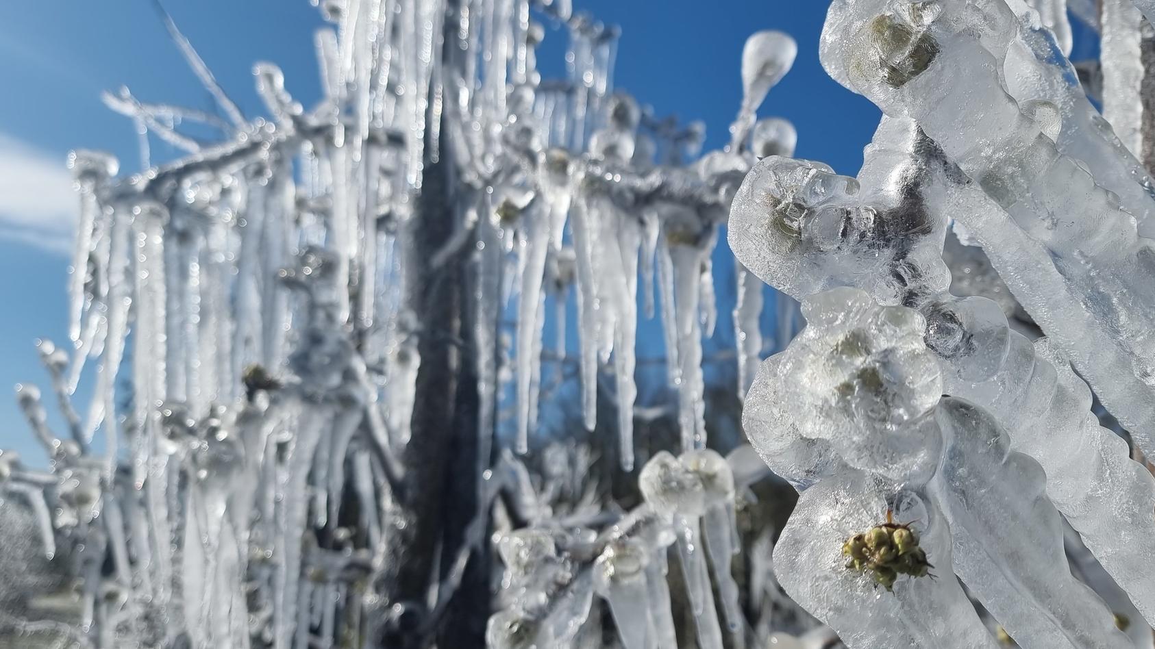 Frost im Frühling in Deutschland bringt Gefahr für Blumen und Blüten