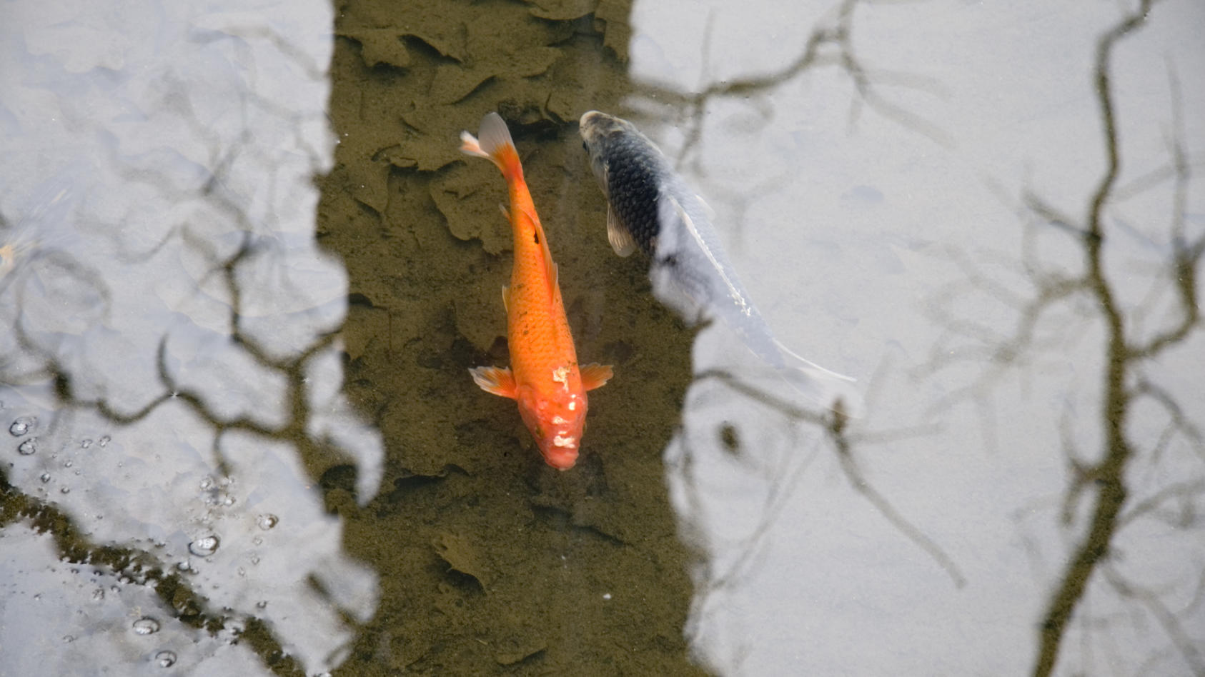 Teich winterfest machen Mit diesen Tipps überstehen Fische Pflanzen