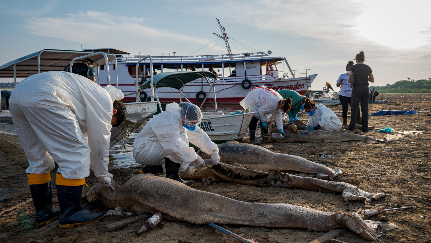 Amazonian drought threatens river dolphins: how to save them?