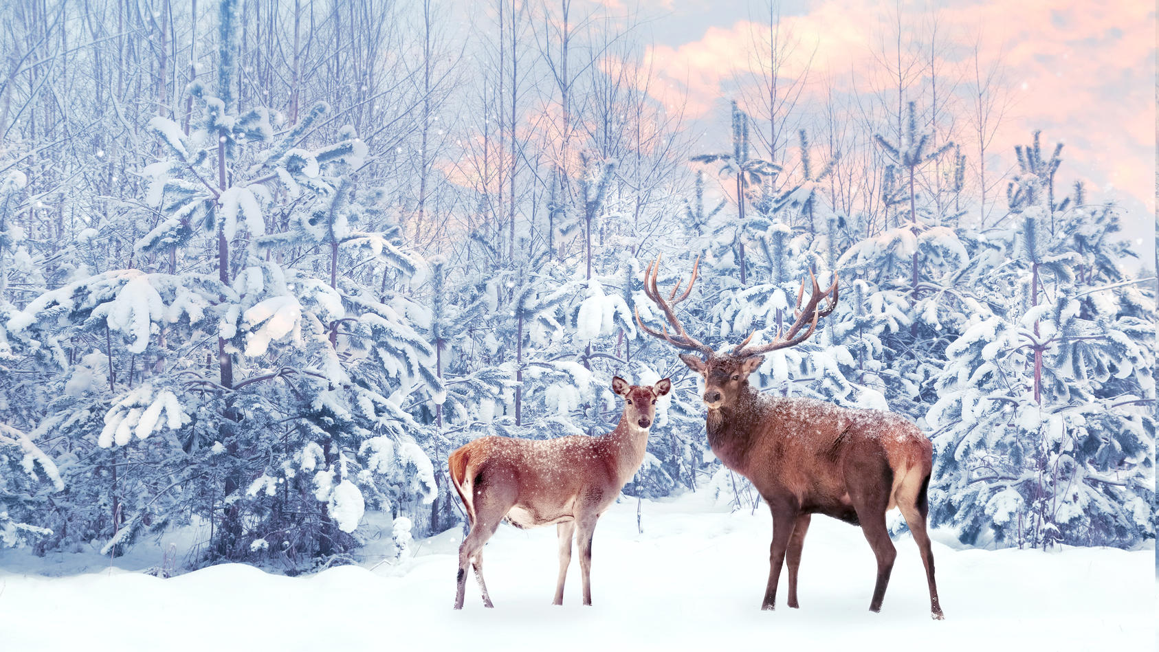 Schnee, so weit das Auge reicht: Diese fünf Orte verwandeln Weihnachten in  ein Wintermärchen