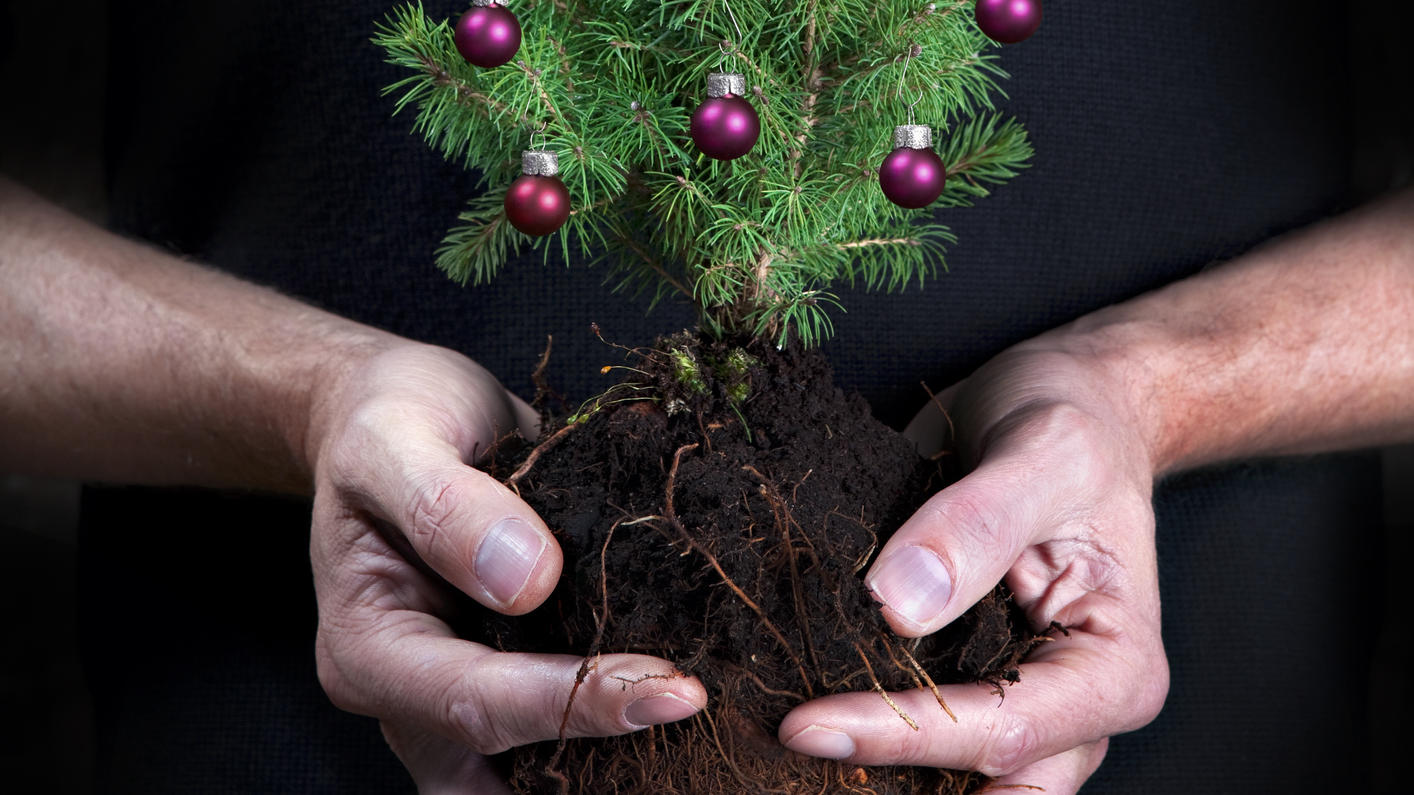 Weihnachtsbaum einpflanzen Mit diesen einfachen Tipps lebt euer Baum