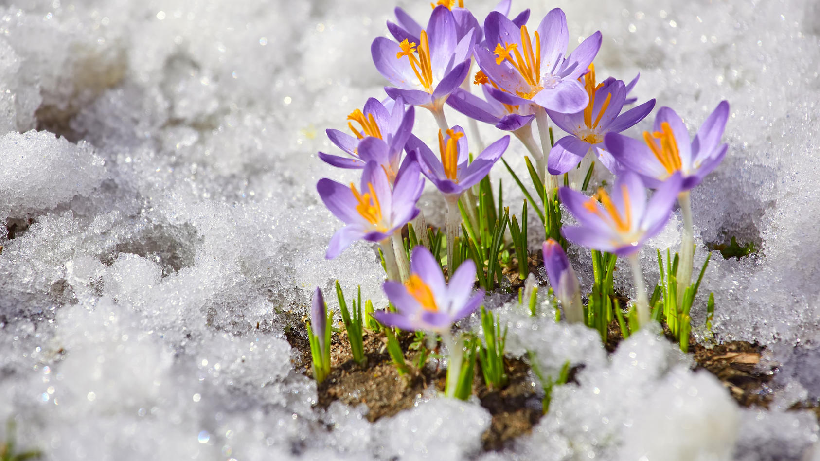 42-Tage-Wettertrend: Zwischen Frost Und Frühlingshaft Warm - Spätwinter ...