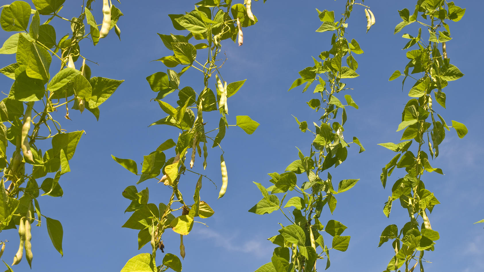 Anleitung zum Anbau von Bohnen im Garten, in Containern, auf dem Balkon ...