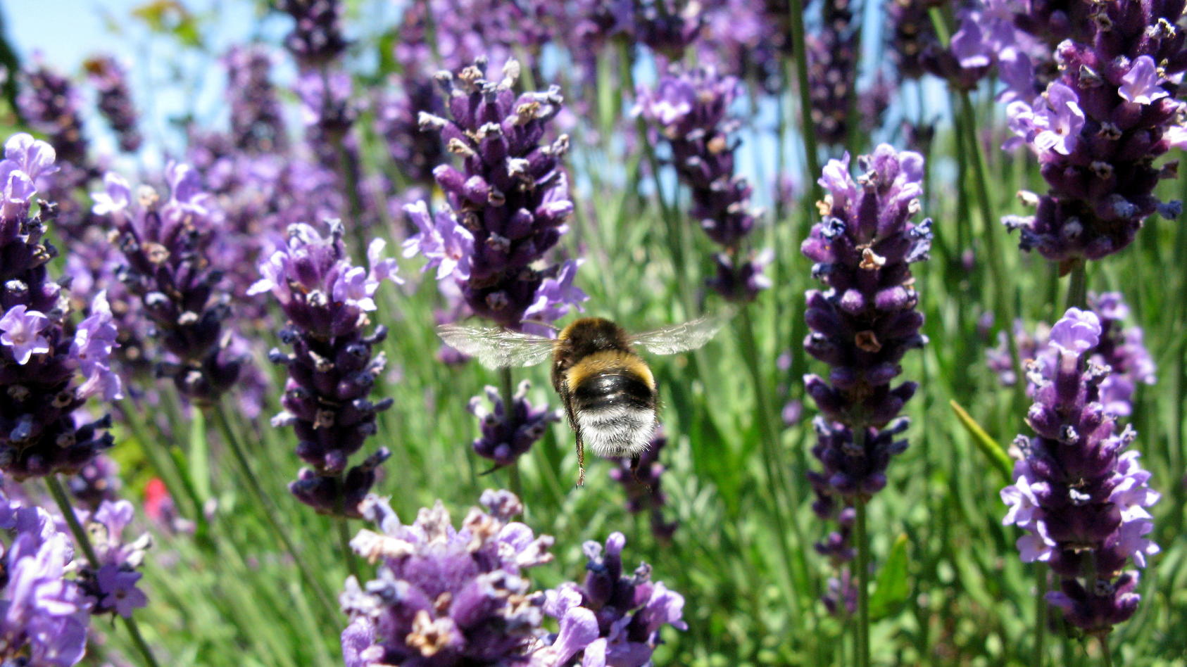 Lavendel schneiden Wann und wie viel? So blüht die Pflanze möglichst