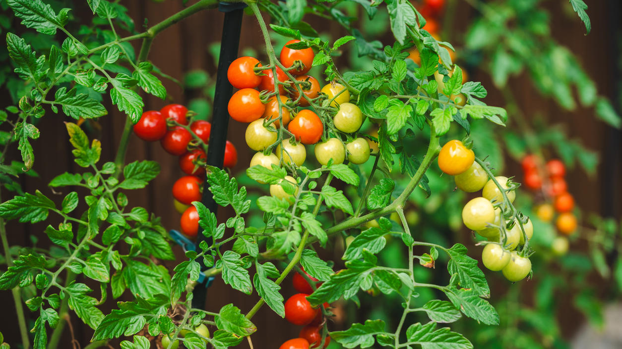 Tomaten pflanzen, düngen, pflegen und ernten auf Balkon, Hochbeet und