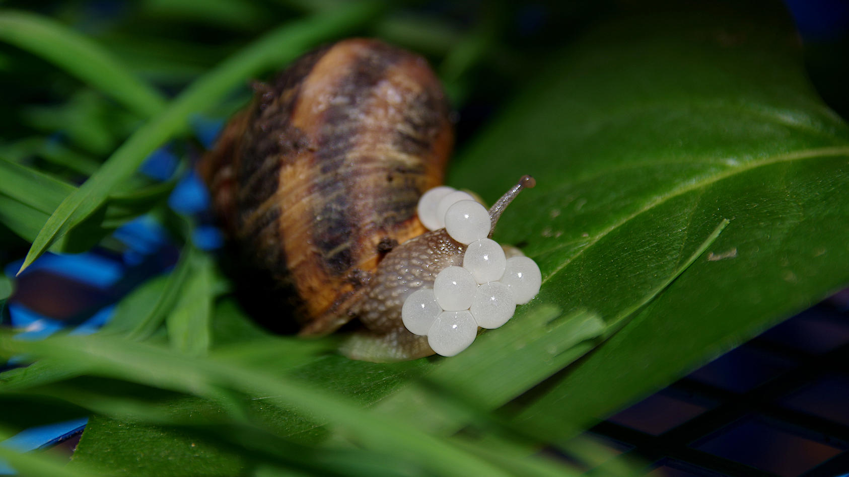 Schneckeneier im Herbst entfernen Tipps für einen gesunden Garten