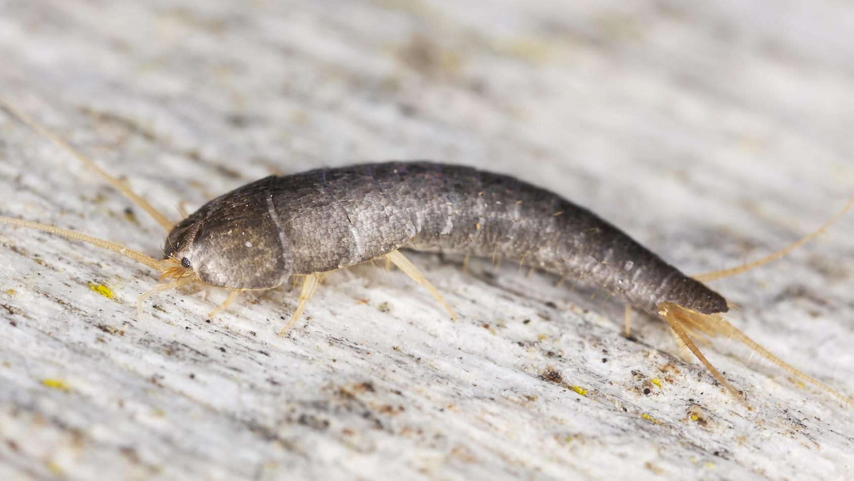 silverfish-sitting-on-wood-extreme-close-up-with-high-magnification-focus-on-eyes.jpg